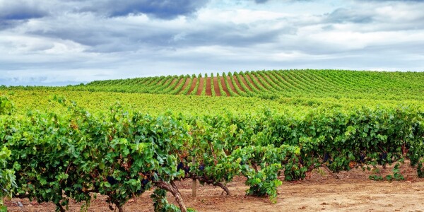 Agricultores de la DO Valdepeñas convocan una concentración para exigir la reactivación de la Interprofesional del vino